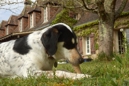 Top Tips To Keep Your Dog Safe When Chewing An Antler