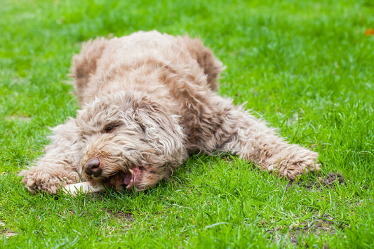 Deer Antlers - The Cruelty Free, Eco-Friendly Dog Chew