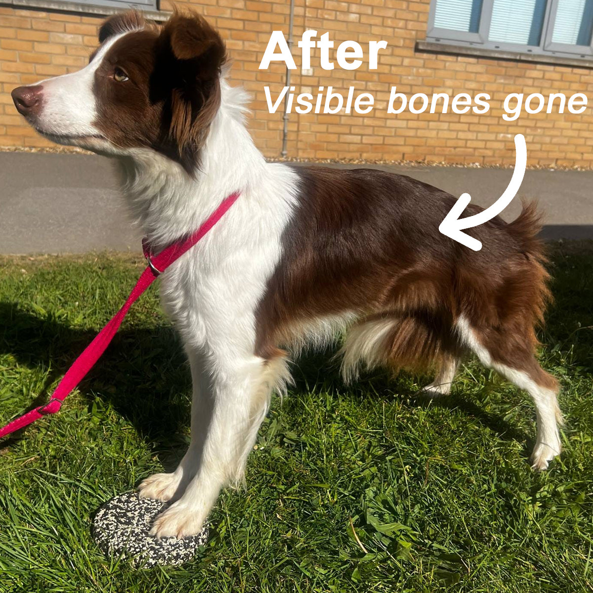 Muzzle Mass Venison Flavoured Weight Gainer for Dogs 1kg