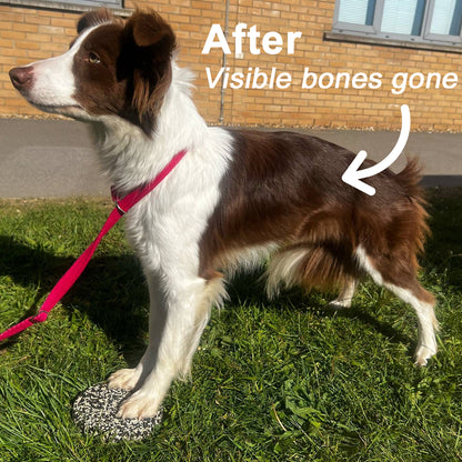 Muzzle Mass Venison Flavoured Weight Gainer for Dogs 1kg