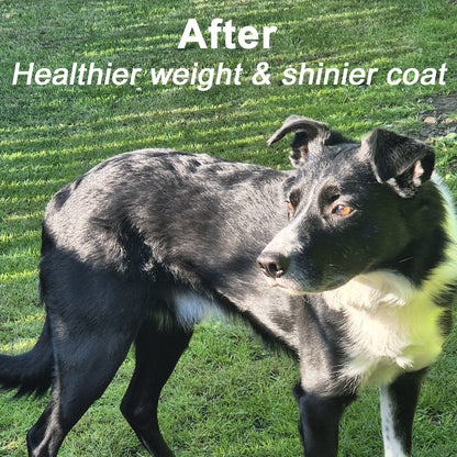 Muzzle Mass Venison Flavoured Weight Gainer for Dogs 1kg