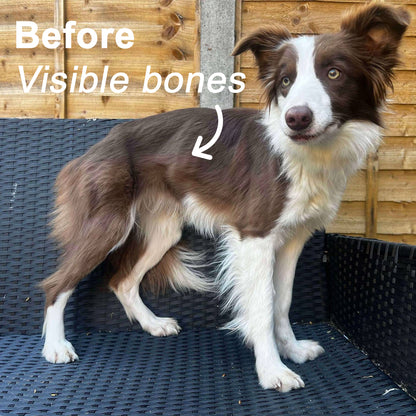 Muzzle Mass Venison Flavoured Weight Gainer for Dogs 1kg