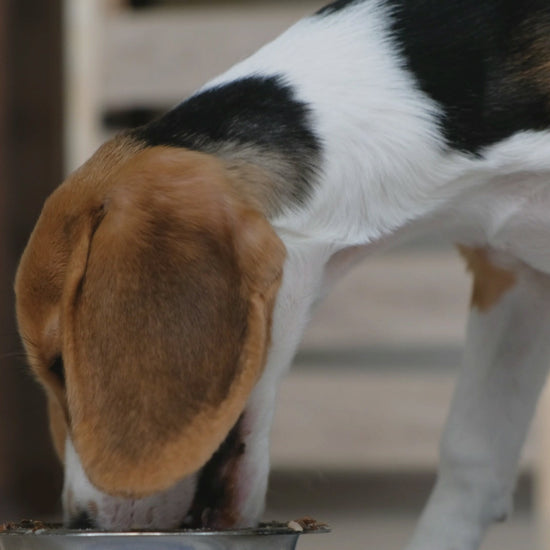 ace antlers muzzle mass venison flavoured weight gainer for dogs introductory video