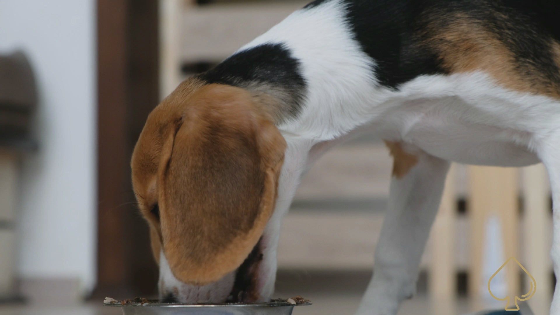 ace antlers muzzle mass venison flavoured weight gainer for dogs introductory video