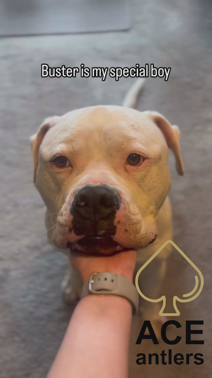 Split Antlers for Dogs