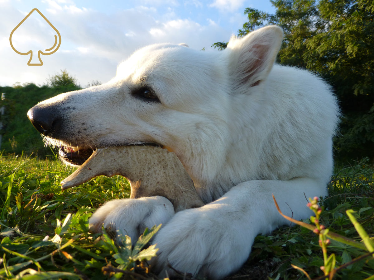 Whole Deer Antler Dog Chews