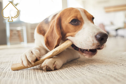 ace antlers deer antler dog chew