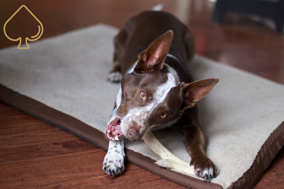 ace antlers deer antler dog chew