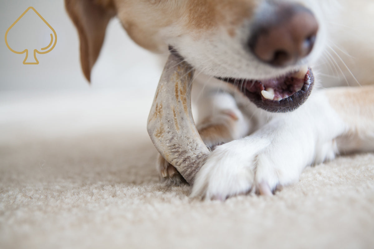 ace antlers deer antler dog chew