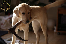 Load image into Gallery viewer, ace antlers deer antler dog chew
