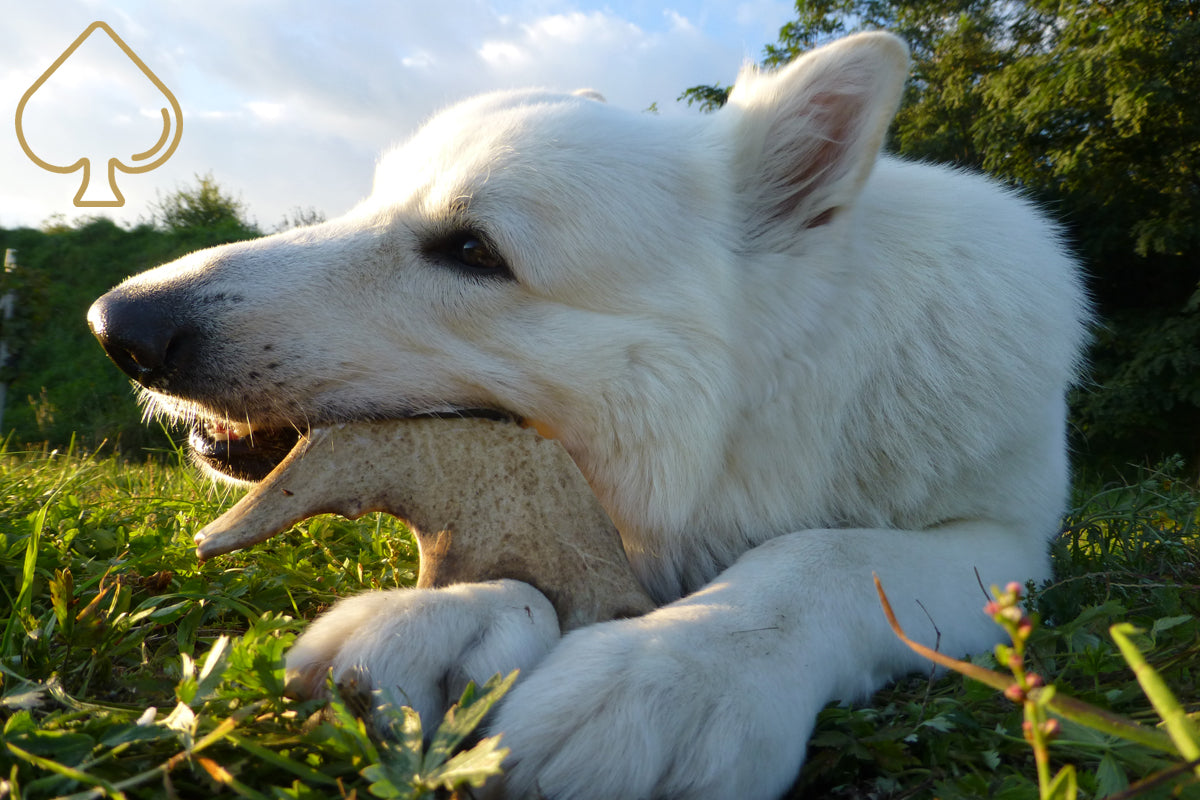 fallow antler dog chew